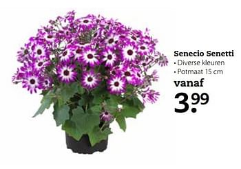 Aanbiedingen Senecio senetti - Huismerk- Boerenbond - Geldig van 17/04/2017 tot 30/04/2017 bij Boerenbond