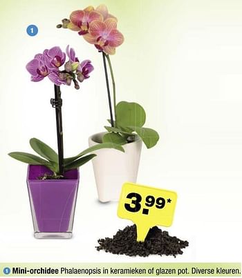 Aanbiedingen Mini-orchidee - Huismerk - Aldi - Geldig van 01/05/2017 tot 06/05/2017 bij Aldi