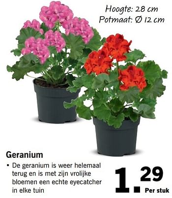 Aanbiedingen Geranium - Huismerk - Lidl - Geldig van 30/04/2017 tot 07/05/2017 bij Lidl