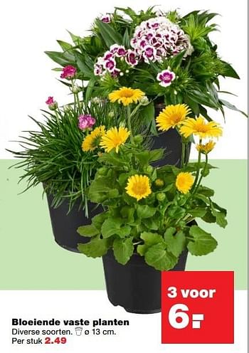 Aanbiedingen Bloeiende vaste planten - Huismerk - Praxis - Geldig van 01/05/2017 tot 07/05/2017 bij Praxis