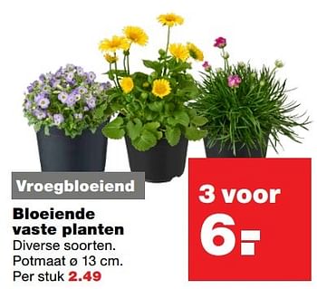 Aanbiedingen Bloeiende vaste planten - Huismerk - Praxis - Geldig van 01/05/2017 tot 07/05/2017 bij Praxis