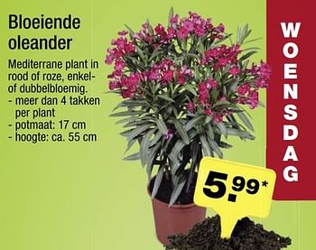 Aanbiedingen Bloeiende oleander - Huismerk - Aldi - Geldig van 08/05/2017 tot 13/05/2017 bij Aldi