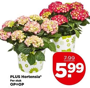 Aanbiedingen Plus hortensia - Huismerk - Plus - Geldig van 07/05/2017 tot 13/05/2017 bij Plus