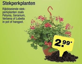 Aanbiedingen Stekperkplanten - Huismerk - Aldi - Geldig van 08/05/2017 tot 13/05/2017 bij Aldi