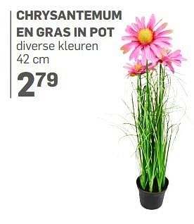 Aanbiedingen Chrysantemum en gras in pot - Huismerk - Action - Geldig van 21/04/2017 tot 14/05/2017 bij Action