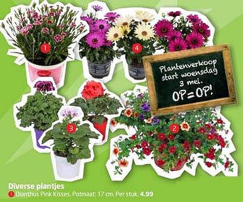 Aanbiedingen Dianthus pink kisses - Huismerk - Formido - Geldig van 01/05/2017 tot 14/05/2017 bij Formido