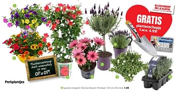 Aanbiedingen Perkplantjes spaanse margriet. diverse kleuren - Huismerk - Formido - Geldig van 08/05/2017 tot 14/05/2017 bij Formido