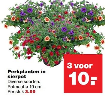 Aanbiedingen Perkplanten in sierpot - Huismerk - Praxis - Geldig van 08/05/2017 tot 14/05/2017 bij Praxis