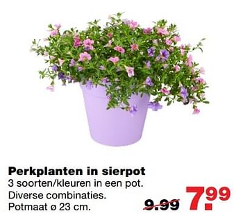 Aanbiedingen Perkplanten in sierpot - Huismerk - Praxis - Geldig van 08/05/2017 tot 14/05/2017 bij Praxis