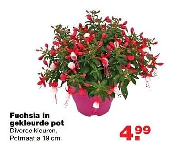 Aanbiedingen Fuchsia in gekleurde pot - Huismerk - Praxis - Geldig van 08/05/2017 tot 14/05/2017 bij Praxis