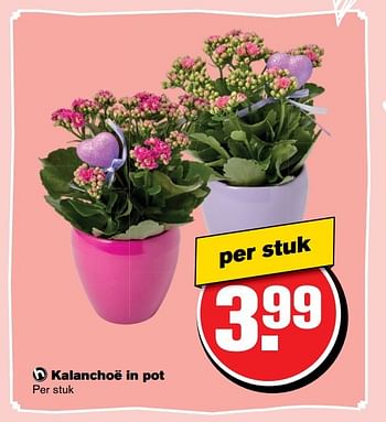 Aanbiedingen Kalanchoë in pot - Huismerk - Hoogvliet - Geldig van 10/05/2017 tot 16/05/2017 bij Hoogvliet