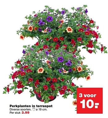 Aanbiedingen Perkplanten in terraspot - Huismerk - Praxis - Geldig van 08/05/2017 tot 14/05/2017 bij Praxis