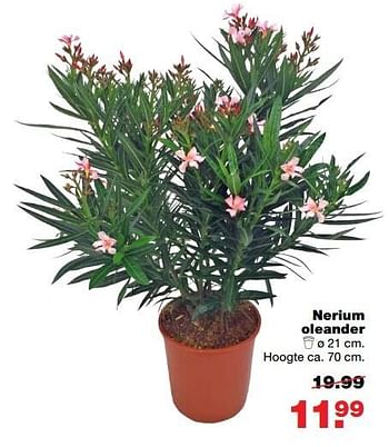 Aanbiedingen Nerium oleander - Huismerk - Praxis - Geldig van 08/05/2017 tot 14/05/2017 bij Praxis