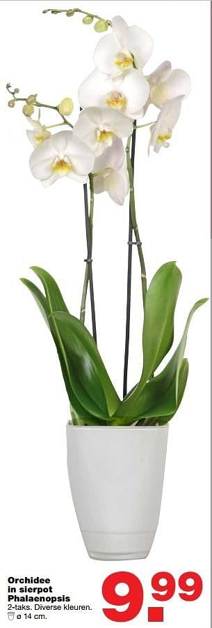 Aanbiedingen Orchidee in sierpot phalaenopsis - Huismerk - Praxis - Geldig van 08/05/2017 tot 14/05/2017 bij Praxis