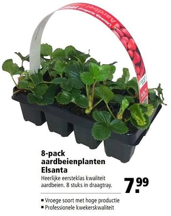 Aanbiedingen 8-pack aardbeienplanten elsanta - Huismerk - Welkoop - Geldig van 08/05/2017 tot 21/05/2017 bij Welkoop