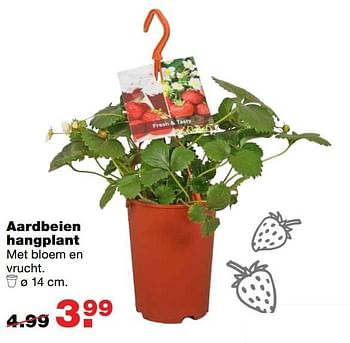 Aanbiedingen Aardbeien hangplant - Huismerk - Praxis - Geldig van 15/05/2017 tot 21/05/2017 bij Praxis
