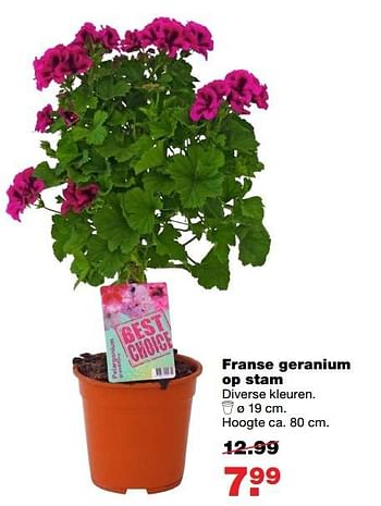Aanbiedingen Franse geranium op stam - Huismerk - Praxis - Geldig van 15/05/2017 tot 21/05/2017 bij Praxis