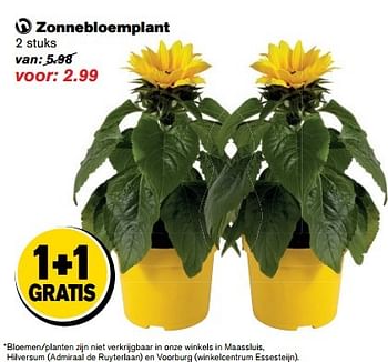 Aanbiedingen Zonnebloemplant - Huismerk - Hoogvliet - Geldig van 17/05/2017 tot 24/05/2017 bij Hoogvliet