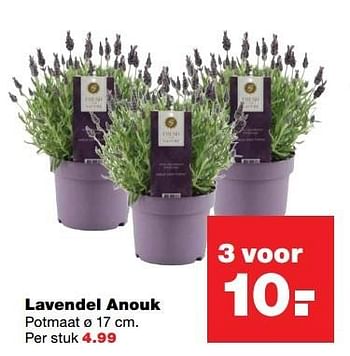Aanbiedingen Lavendel anouk - Lavendel - Geldig van 22/05/2017 tot 31/05/2017 bij Praxis