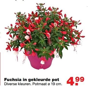 Aanbiedingen Fuchsia in gekleurde pot - Huismerk - Praxis - Geldig van 22/05/2017 tot 31/05/2017 bij Praxis