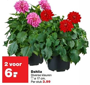 Aanbiedingen Dahlia diverse kleuren - Huismerk - Praxis - Geldig van 22/05/2017 tot 31/05/2017 bij Praxis