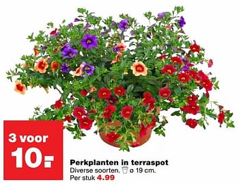 Aanbiedingen Perkplanten in terraspot diverse soorten - Huismerk - Praxis - Geldig van 22/05/2017 tot 31/05/2017 bij Praxis