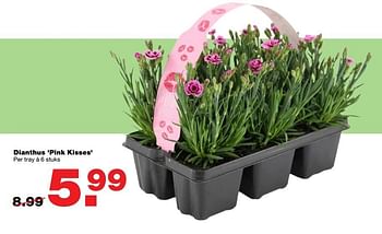 Aanbiedingen Dianthus `pink kisses` per tray à 6 stuks - Huismerk - Praxis - Geldig van 22/05/2017 tot 31/05/2017 bij Praxis