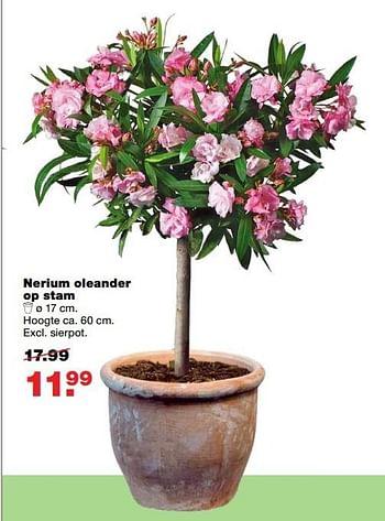 Aanbiedingen Nerium oleander op stam - Huismerk - Praxis - Geldig van 22/05/2017 tot 31/05/2017 bij Praxis