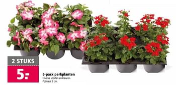 Aanbiedingen 6-pack perkplanten - Huismerk - Welkoop - Geldig van 22/05/2017 tot 05/06/2017 bij Welkoop