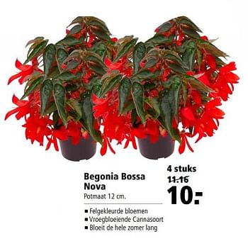 Aanbiedingen Begonia bossa nova - Huismerk - Welkoop - Geldig van 22/05/2017 tot 05/06/2017 bij Welkoop