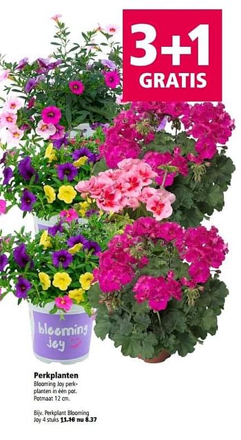 Aanbiedingen Perkplant blooming - Huismerk - Welkoop - Geldig van 22/05/2017 tot 05/06/2017 bij Welkoop