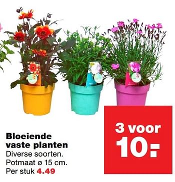 Aanbiedingen Bloeiende vaste planten - Huismerk - Praxis - Geldig van 23/05/2017 tot 31/05/2017 bij Praxis