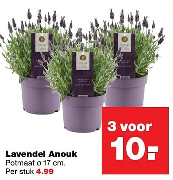 Aanbiedingen Lavendel anouk - Huismerk - Praxis - Geldig van 23/05/2017 tot 31/05/2017 bij Praxis