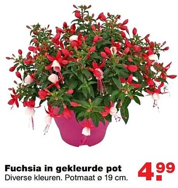 Aanbiedingen Fuchsia in gekleurde pot - Huismerk - Praxis - Geldig van 23/05/2017 tot 31/05/2017 bij Praxis