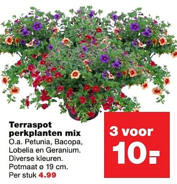 Aanbiedingen Terraspot perkplanten mix - Huismerk - Praxis - Geldig van 23/05/2017 tot 31/05/2017 bij Praxis