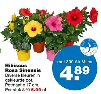 Aanbiedingen Hibiscus rosa sinensis - Huismerk - Praxis - Geldig van 23/05/2017 tot 31/05/2017 bij Praxis