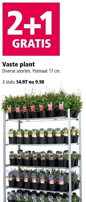 Aanbiedingen Vaste plant - Huismerk - Welkoop - Geldig van 29/05/2017 tot 05/06/2017 bij Welkoop