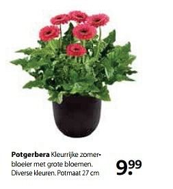 Aanbiedingen Potgerbera - Huismerk- Boerenbond - Geldig van 29/05/2017 tot 11/06/2017 bij Boerenbond