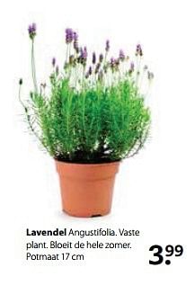 Aanbiedingen Lavendel - Lavendel - Geldig van 29/05/2017 tot 11/06/2017 bij Boerenbond