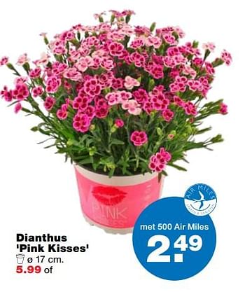 Aanbiedingen Dianthus pink kisses - Huismerk - Praxis - Geldig van 01/06/2017 tot 11/06/2017 bij Praxis