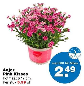 Aanbiedingen Anjer pink kisses - Huismerk - Praxis - Geldig van 01/06/2017 tot 11/06/2017 bij Praxis