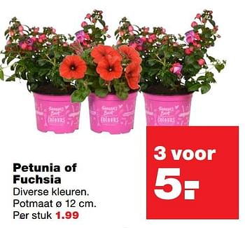 Aanbiedingen Petunia of fuchsia - Huismerk - Praxis - Geldig van 01/06/2017 tot 11/06/2017 bij Praxis