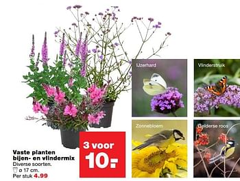 Aanbiedingen Vaste planten bijen- en vlindermix - Huismerk - Praxis - Geldig van 01/06/2017 tot 11/06/2017 bij Praxis