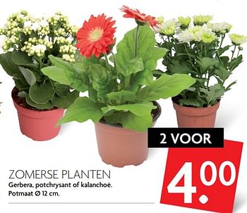 Aanbiedingen Zomerse planten - Huismerk - Deka Markt - Geldig van 04/06/2017 tot 10/06/2017 bij Deka Markt