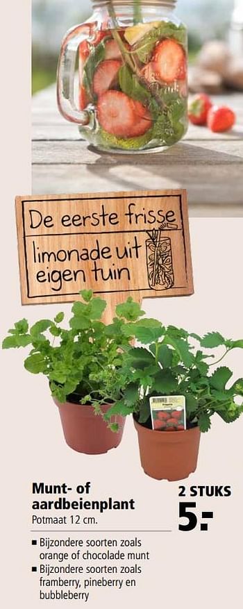 Aanbiedingen Munt- of aardbeienplant - Huismerk - Welkoop - Geldig van 06/06/2017 tot 18/06/2017 bij Welkoop