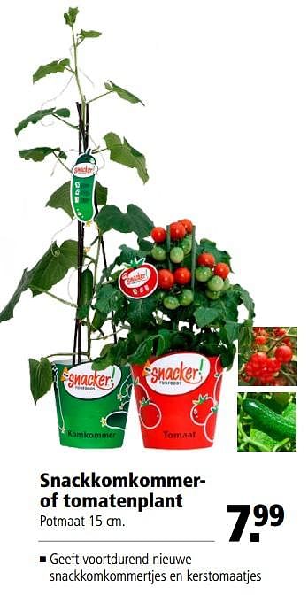 Aanbiedingen Snackkomkommerof tomatenplant - Huismerk - Welkoop - Geldig van 06/06/2017 tot 18/06/2017 bij Welkoop