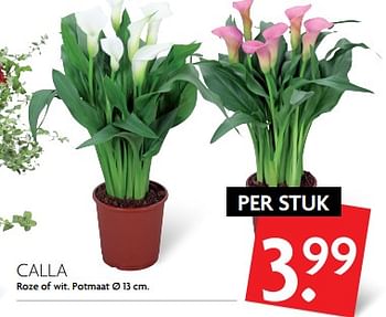 Aanbiedingen Calla roze of wit - Huismerk - Deka Markt - Geldig van 11/06/2017 tot 17/06/2017 bij Deka Markt