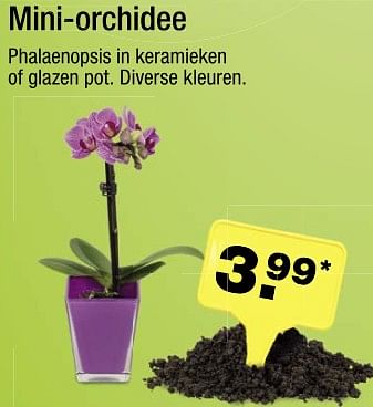 Aanbiedingen Mini-orchidee - Huismerk - Aldi - Geldig van 11/06/2017 tot 18/06/2017 bij Aldi