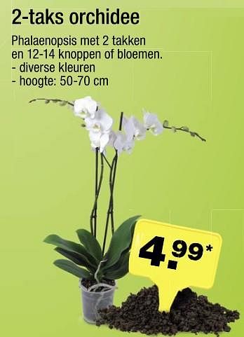 Aanbiedingen 2-taks orchidee - Huismerk - Aldi - Geldig van 11/06/2017 tot 18/06/2017 bij Aldi