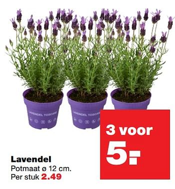 Aanbiedingen Lavendel - Huismerk - Praxis - Geldig van 12/06/2017 tot 18/06/2017 bij Praxis